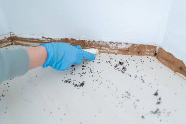 Best Rodent Control Near Me  in Channelview, TX
